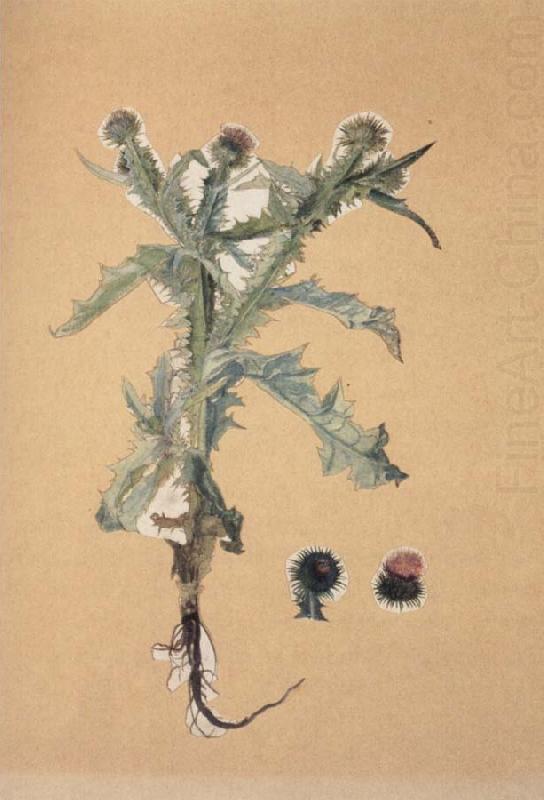 Onopordon acanthium, Hans Weiditz